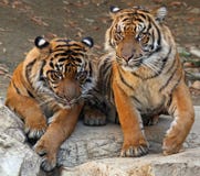Tigers Royalty Free Stock Images