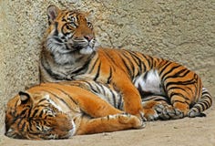 Tigers Stock Images