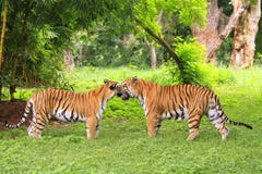 Tigers Stock Photos