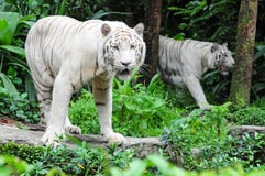 tigerwhite arkivfoto tigerwhite arkivfoto