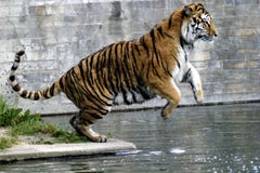 Tigre foto de stock royalty free Tigre foto de stock royalty free