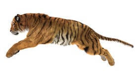 Tigre foto de stock Tigre foto de stock