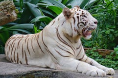 Tigre blanc dans le zoo images libres de droits Tigre blanc dans le zoo images libres de droits