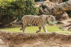 Tigre blanco en un parque zoológico en buen bienestar animal en un parque zoológico Tigre blanco en un parque zoológico en buenas imágenes de archivo libres de regalías Tigre blanco en un parque zoológico en buen bienestar animal en un parque zoológico Tigre blanco en un parque zoológico en buenas imágenes de archivo libres de regalías
