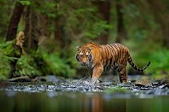 Tigre d'Amur marchant en eau de rivière Animal de danger, tajga, Russie Animal dans le courant vert de forêt Grey Stone, gouttele photos stock Tigre d'Amur marchant en eau de rivière Animal de danger, tajga, Russie Animal dans le courant vert de forêt Grey Stone, gouttele photos stock