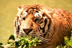 Tigre dans la r?gion sauvage photographie stock Tigre dans la r?gion sauvage photographie stock