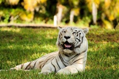 Tigre de Bengal branco Foto de Stock Royalty Free Tigre de Bengal branco Foto de Stock Royalty Free