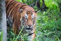 Tigre de Bengala real imágenes de archivo libres de regalías Tigre de Bengala real imágenes de archivo libres de regalías