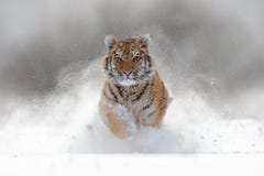 Tigre en nature sauvage d'hiver Tigre d'Amur fonctionnant dans la neige Scène de faune d'action avec l'animal de danger Hiver fro images stock Tigre en nature sauvage d'hiver Tigre d'Amur fonctionnant dans la neige Scène de faune d'action avec l'animal de danger Hiver fro images stock