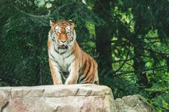 Tigre en un cautivo del parque zoológico imagenes de archivo Tigre en un cautivo del parque zoológico imagenes de archivo