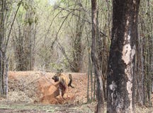 Tigre frustrata immagine stock libera da diritti Tigre frustrata immagine stock libera da diritti