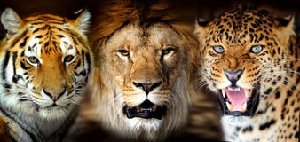 Tigre, leone, leorard