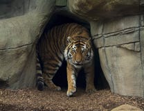 Tigre lindo no jardim zoológico de Indianapolis fotografia de stock royalty free Tigre lindo no jardim zoológico de Indianapolis fotografia de stock royalty free