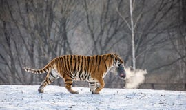 Tigre Siberian em uma clareira nevado com rapina China harbin Rebecca 36 Província de Mudanjiang Parque de Hengdaohezi imagens de stock royalty free Tigre Siberian em uma clareira nevado com rapina China harbin Rebecca 36 Província de Mudanjiang Parque de Hengdaohezi imagens de stock royalty free