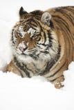 Tigre (siberiana) del Amur fotografie stock libere da diritti Tigre (siberiana) del Amur fotografie stock libere da diritti