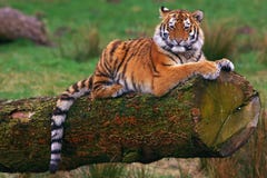 Tigre siberiano Tigre siberiano