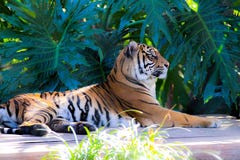 Tigres de repos dans les buissons photographie stock Tigres de repos dans les buissons photographie stock