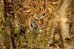 Tigress, Panthera Tigris, Pench National Park, Maharashtra, India
