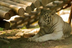 Tigri nel parco della fauna selvatica di Pechino fotografie stock libere da diritti Tigri nel parco della fauna selvatica di Pechino fotografie stock libere da diritti