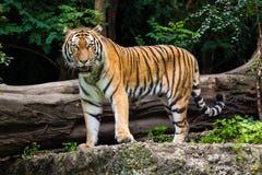 Tijger Tijger