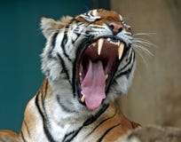 Tijger
