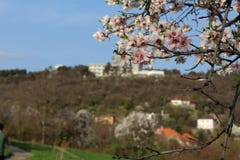Till och med dessa k?rsb?rsr?da blomningar blick ut till kullegrannhuset p? v?ren arkivbild Till och med dessa k?rsb?rsr?da blomningar blick ut till kullegrannhuset p? v?ren arkivbild