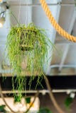 Tillandsia in pot voor decoratie stock foto's Tillandsia in pot voor decoratie stock foto's