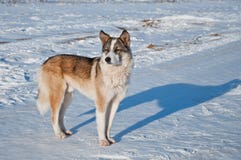 Tillfällig hund på en kall vinterdag arkivfoton Tillfällig hund på en kall vinterdag arkivfoton