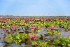 Tilt=Shift borrou Lotus cor-de-rosa no lago do céu em Tailândia foto de stock royalty free Tilt=Shift borrou Lotus cor-de-rosa no lago do céu em Tailândia foto de stock royalty free