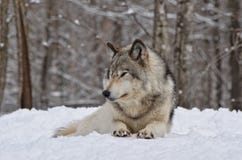 Timber Wolf Stock Photography
