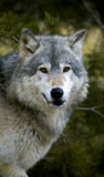 Timber Wolf (Canis Lupus) Stare Stock Photo