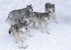 Timber wolves or Grey wolf Canis lupus on white background standing in the winter snow in Canada royalty free stock photography Timber wolves or Grey wolf Canis lupus on white background standing in the winter snow in Canada royalty free stock photography