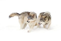 Timber wolves or grey wolves (Canis lupus) playing in the snow on a winter day in Canada royalty free stock photos Timber wolves or grey wolves (Canis lupus) playing in the snow on a winter day in Canada royalty free stock photos