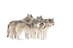 Timber wolves or grey wolves (canis lupus) playing in the snow on a winter day in Canada royalty free stock images Timber wolves or grey wolves (canis lupus) playing in the snow on a winter day in Canada royalty free stock images
