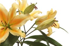 Time lapse anaranjado de Lily Flower Time lapse anaranjado de Lily Flower