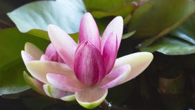 Time lapse of pink lotus water lily flowers opening in pond, waterlilies blooming