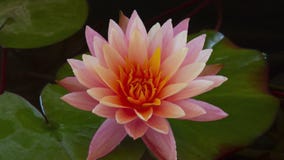 Time lapse of pink and yellow water lily flower with green leaves fast opening