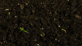 Time lapse plant. Germinating and growing seed of chili peppers