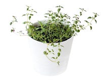 Timo comune vulgaris del timo, timo tedesco, timo del giardino e piantine di officinalis di Rosemary Rosmarinus in vaso bianco Ve fotografie stock Timo comune vulgaris del timo, timo tedesco, timo del giardino e piantine di officinalis di Rosemary Rosmarinus in vaso bianco Ve fotografie stock