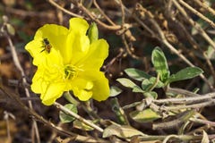 Tiny Bee on a Yellow Evening Primrose royalty free stock photography Tiny Bee on a Yellow Evening Primrose royalty free stock photography
