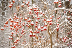 Tiny bunches of red berries hanging on snow covered branches in Stock Photography Tiny bunches of red berries hanging on snow covered branches in Stock Photography
