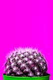 Tiny Cactus in the Pot on Bright Neon Background. Saturated Imag Stock Image Tiny Cactus in the Pot on Bright Neon Background. Saturated Imag Stock Image