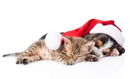 Tiny kitten and basset hound puppy in red santa hat sleeping tog stock photos Tiny kitten and basset hound puppy in red santa hat sleeping tog stock photos