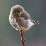 Tiny Owl Royalty Free Stock Images Tiny Owl Royalty Free Stock Images