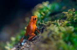 Tiny poisoned red frog on a wet forest stock photography Tiny poisoned red frog on a wet forest stock photography