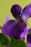 Violets Dew Stock Photos, Images, & Pictures - 76 Images