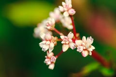 Tiny white flowers Located on Doi Inthanon, Thailand stock photos Tiny white flowers Located on Doi Inthanon, Thailand stock photos