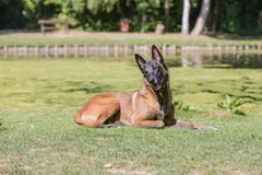 Tipo malinois del cane da pastore del Belgio fotografie stock Tipo malinois del cane da pastore del Belgio fotografie stock