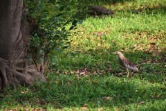 Tiptoe reiger stock afbeelding Tiptoe reiger stock afbeelding