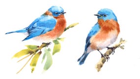 tir%C3%A9-par-la-main-r%C3%A9gl%C3%A9-d-illustration-d-aquarelle-d-oiseaux-d-oiseau-bleu-94215401.jpg